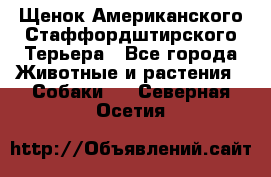 Щенок Американского Стаффордштирского Терьера - Все города Животные и растения » Собаки   . Северная Осетия